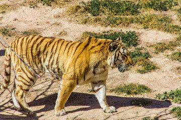 A bengal tiger walking on the grass