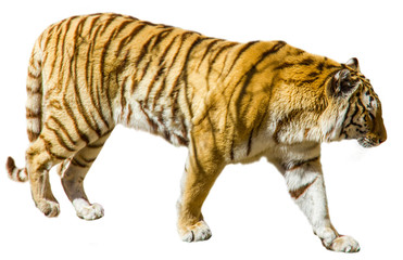 A bengal tiger isolated on white background