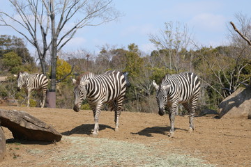 zebra