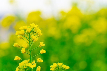 Obraz premium 花物語（菜の花）