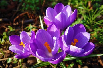 crocus in spring