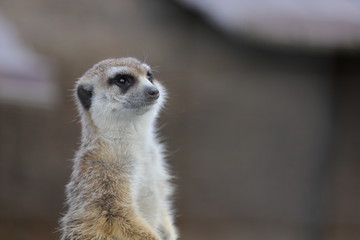 meerkat