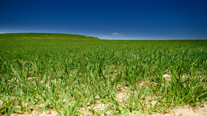 spring flowers and sights