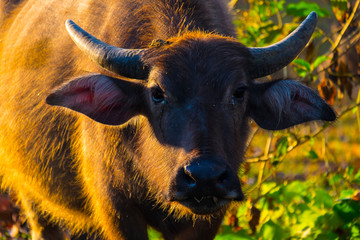 Colorful buffalo close up facial shot in the morning with side light from the sun