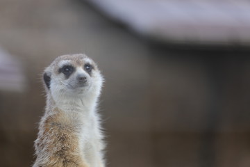 meerkat