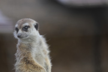 meerkat
