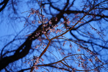 桜のライトアップ