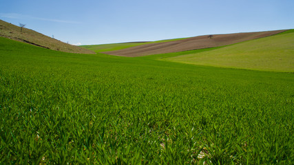 Fototapeta premium spring flowers and sights