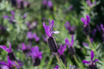 Close up of blooming lavender flower nature background