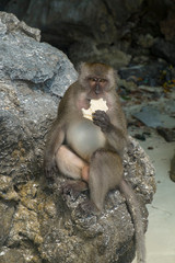 monkey eating bread on the rock at Phi Phi beach