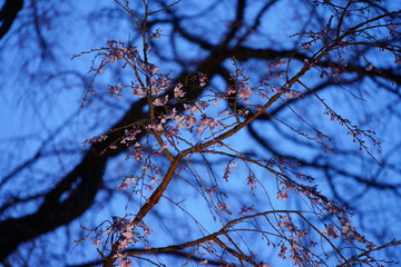 桜のライトアップ