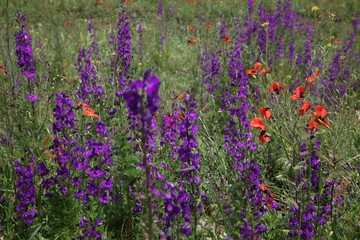 Naklejka premium Field of poppies close up.oltu/erzurum/turkey