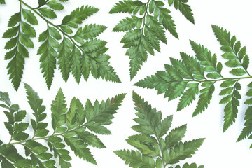 Leaves from five directions on white background