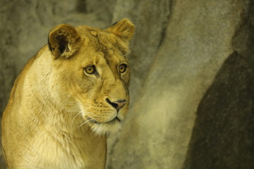 lion female