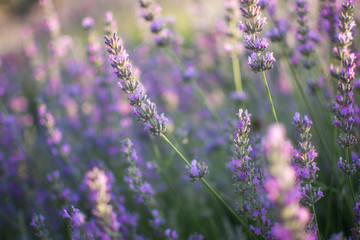 Lavender bushes closeup.