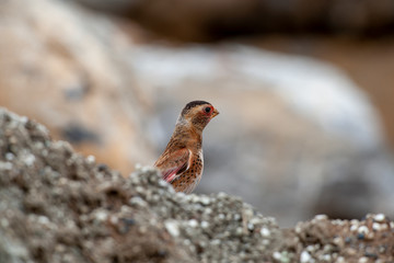 Eurasian Red Winged Finch Birds