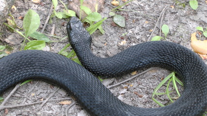 black snake on the ground