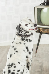 Dalmatian in front of vintage television turn and look back with begging for something looks