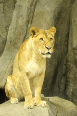 lion female