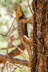 Desert spiny lizard (Sceloporus magister)