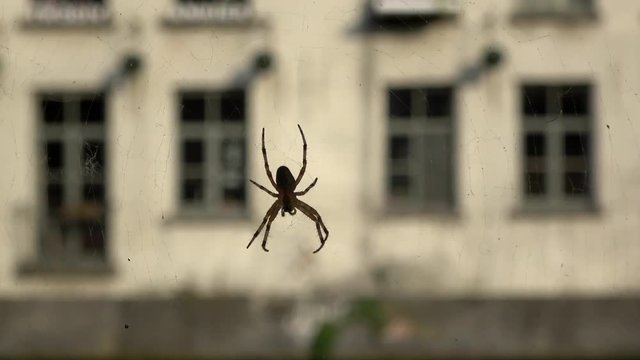 4K. Spider holding on its cobweb near a canal in Ghent, Belgium. The cobweb moves with the wind. 