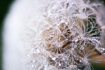 Macro shot of fluffy and fragile dandelion flower with rain drops in early morning. Concept of changing seasons and nature awakening. Wind blowing away the seeds.