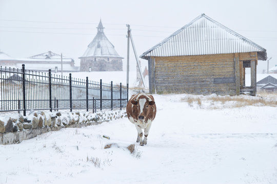 cow on the background of the Solovetsky monastery