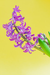 close up of Blooming Blue hyacinth flower on yellow background.