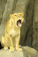 lion female