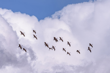Flight of Sandhill Cranes Against a Big Puffy White Cloud