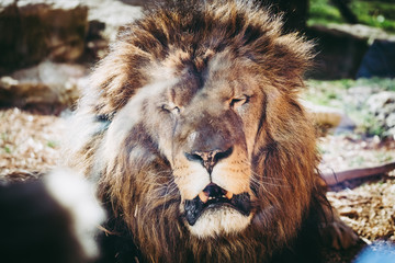 Portrait de lion