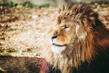 Portrait de lion