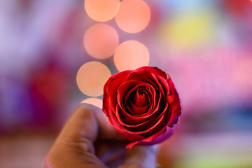 red rose flower is a symbol of valentine day holding by a man in bokeh background