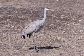 Greater Sandhill Crane Standing in a Field. Profile