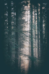Misty morning in the woods with sun light. Vintage effect.