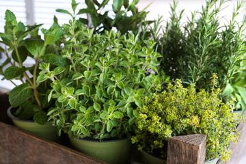 Fototapeta na wymiar Selection of fresh culinary herbs