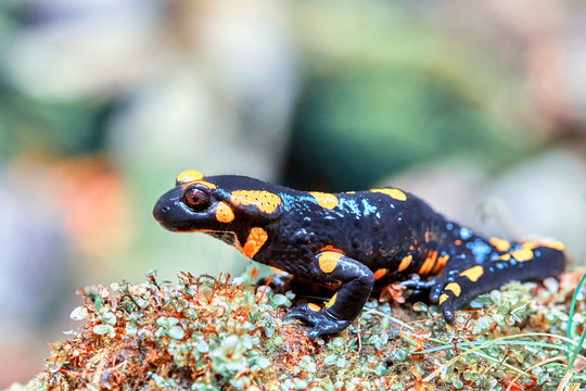 Fire salamander (Salamandra salamandra) in natural habitat