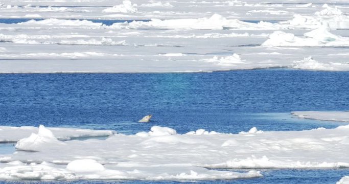 Polar bear swim in the sea ner ice at Spitsbergen Norway Beautiful shot of Polar bear swimming in the sea ner ice at Spitsbergen Norway