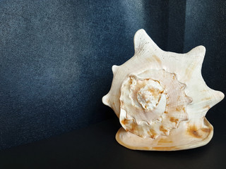 Big seashell on black background with copy space