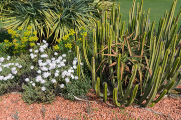 Cacti and flowering ice plant with bright white flowers
