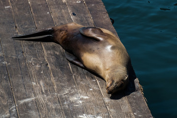 Sea Lion sleeping on the wooden pontoon at Fisherman Wharf, San Francisco, California
