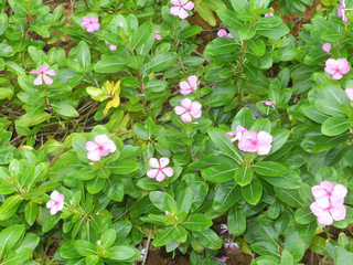 Tropical plant Periwinkle (Catharanthus roseus) with pink flowers and green leaves in Kochi, Kerala, India