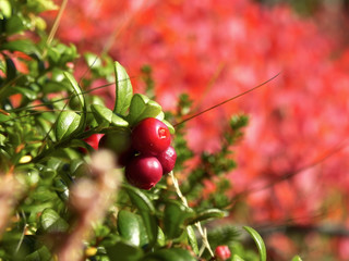 cowberry berries