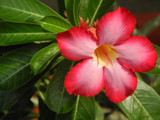 Obraz na płótnie Canvas Flower Pink Adenium (Desert rose) in Kochi, Kerala, India