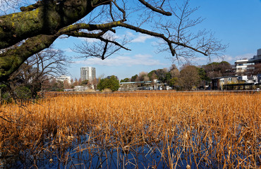 Ueno Zoo