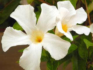 Obraz na płótnie Canvas Flower White Adenium (Desert rose) in Kochi, Kerala, India