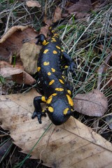 Feuersalamander auf Erkundungskurs