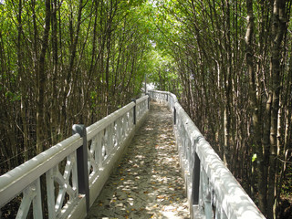 The road on the pedestrian bridge among thickets of tropical trees in Kerala Kochi