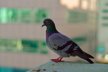  Pigeon closeup shot with DSLR  