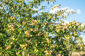 Fototapeta na wymiar Apple tree with apples on the branch in sunny day, blue sky, summer time